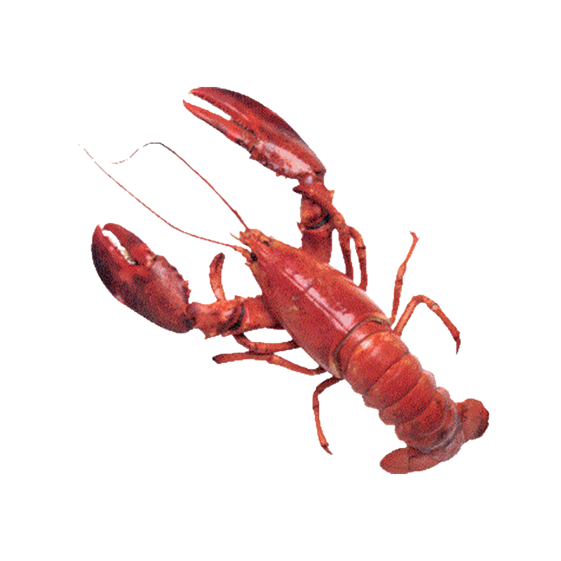 HOMARD CANADIEN 300G GLN