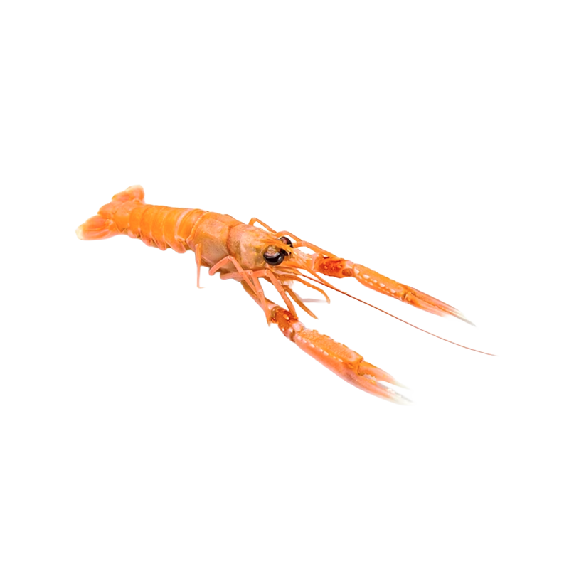 LANGOUSTINES 17/20 6x1KG