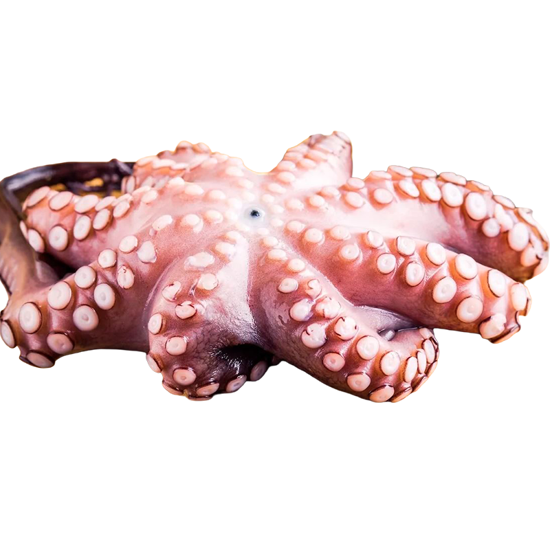 POLPO T7 MAROC 500/800 IQF